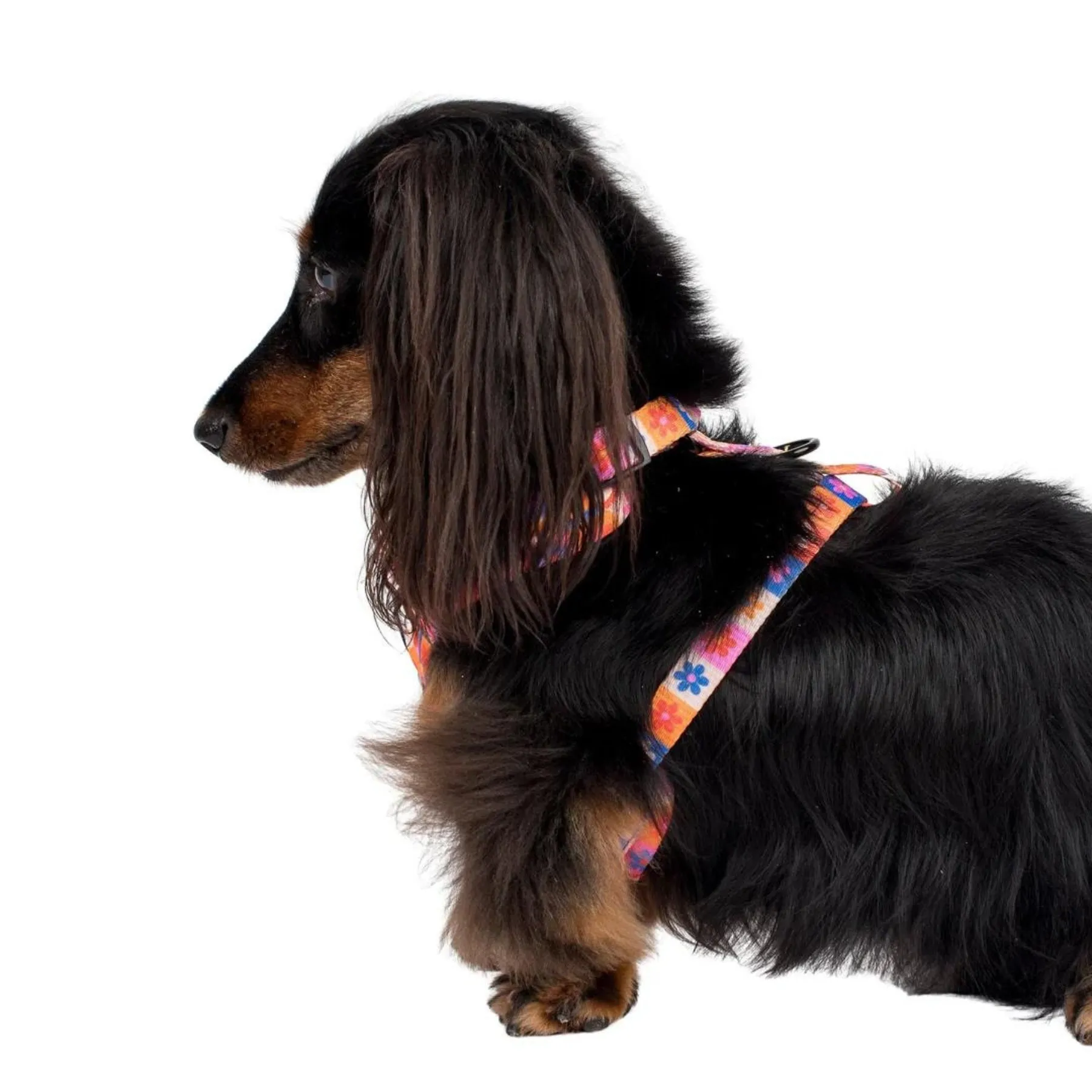Daisies For Days Adjustable Dog Harness