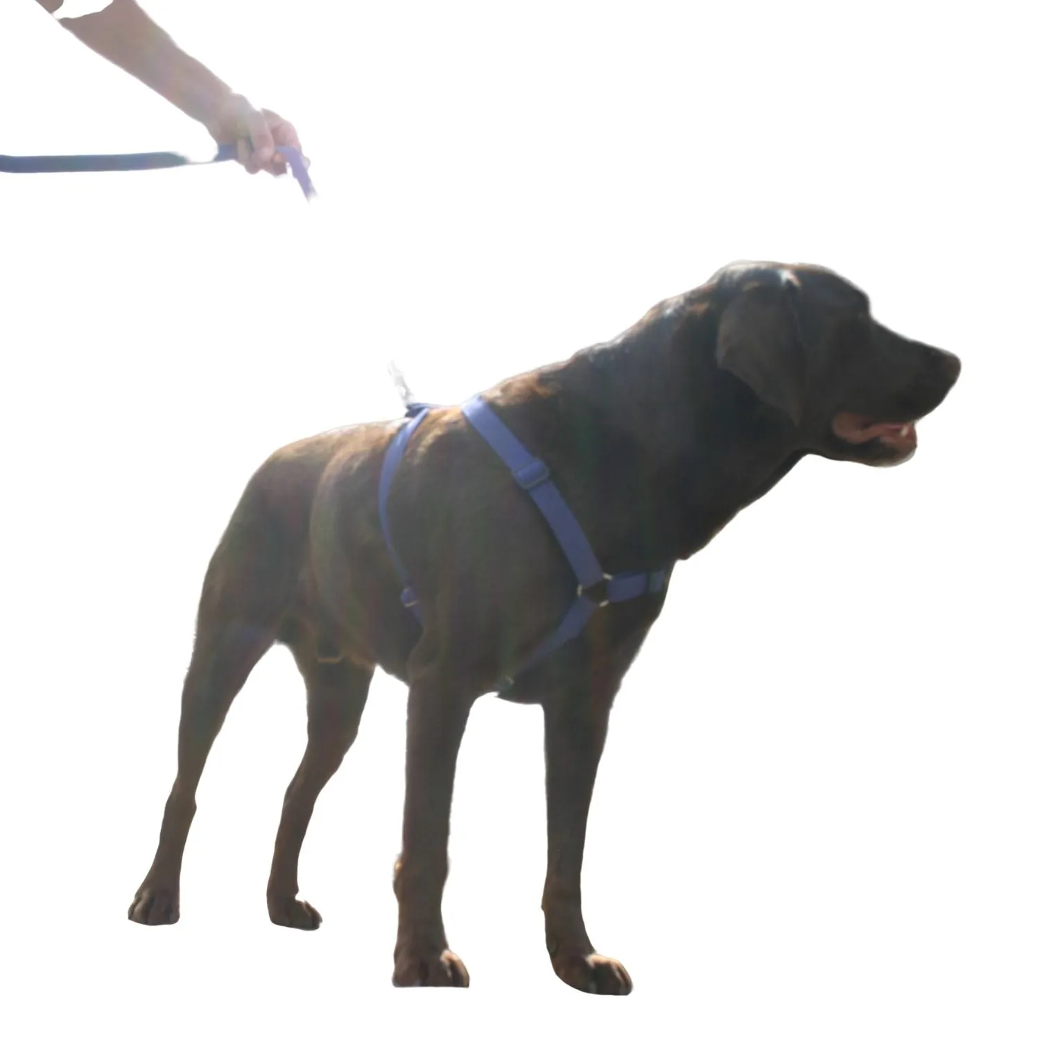 Hemp Dog Harness Basic BLUE