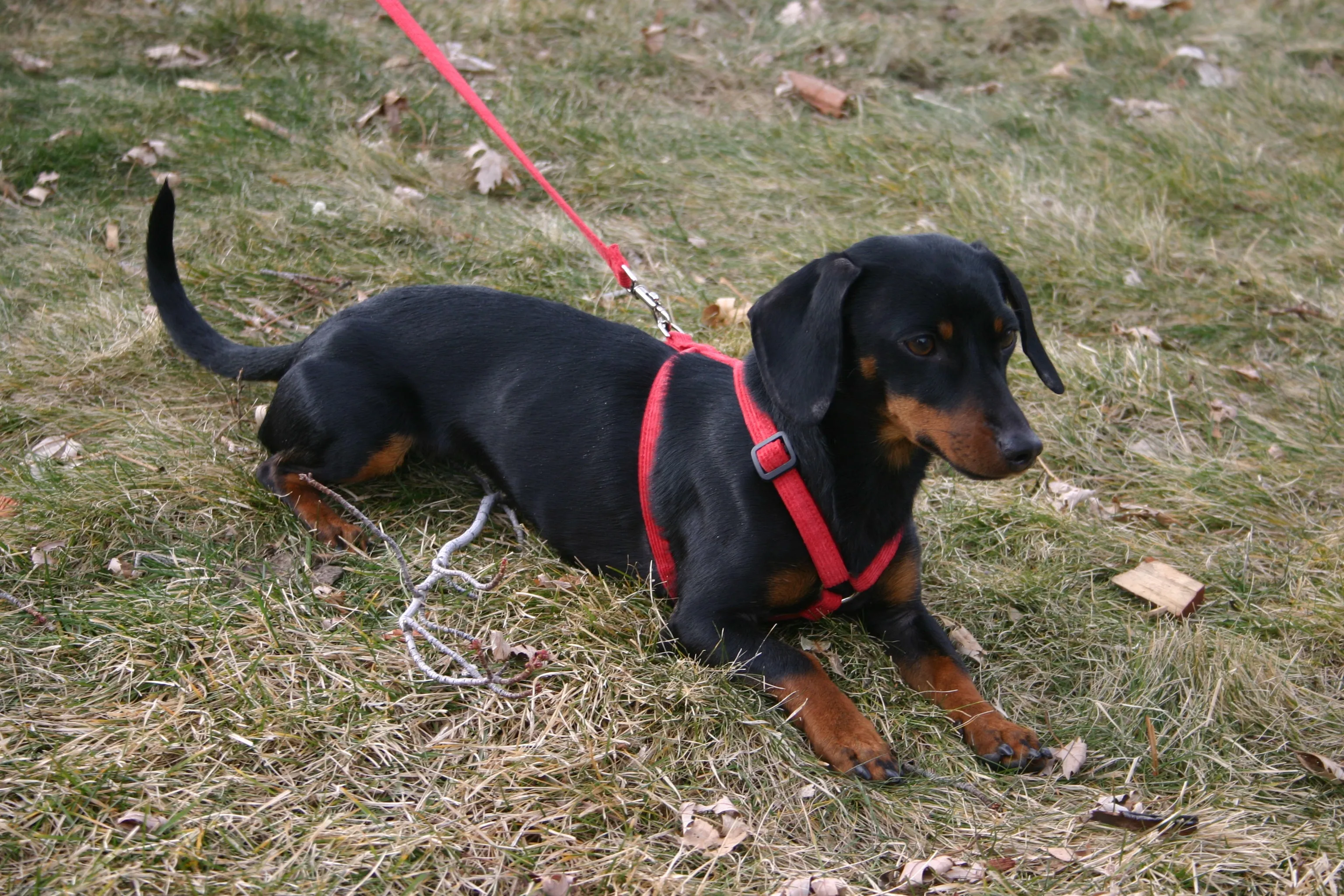 Hemp Dog Harness RED Corduroy